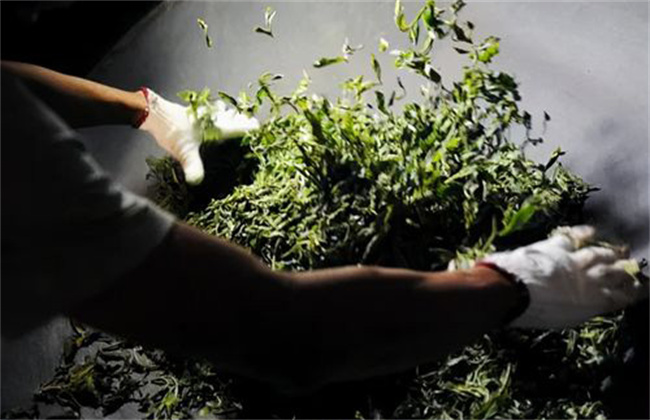针形绿茶机械加工的具体方法