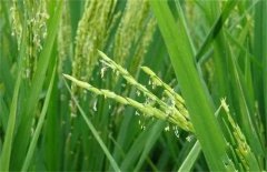 如何管理进入拔节长穗期的直播稻？