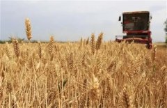 小麦最佳收获期是什么时候？