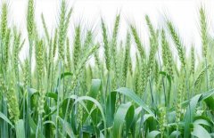 为什么不连续种两季小麦？