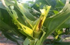 玉米烂心是什么原因，如何防治严玉米烂芯病？