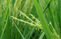 水稻抽穗期如何防治病虫害？