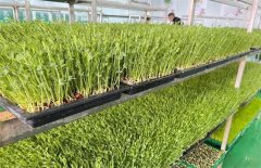香椿芽苗菜种植方法，设施生产如何操作？