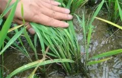 如何防治水稻纹枯病，发生严重的原因是什么？