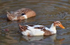 肉鸭育雏期的饲养管理：分群、饮水与开食要点