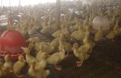肉鸭高密度旱养技术与技术规范