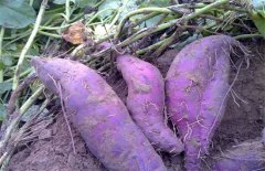 紫薯种植技术与管理方法