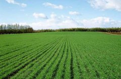 小麦返青期如何进行田间管理？