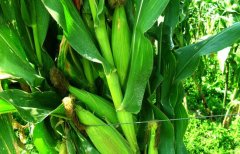 影响玉米产量的因素有哪些？