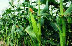 早春甜玉米种植技术与管理要点