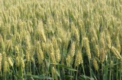 小麦播种期的病虫害防治技术
