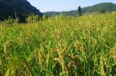 夏季保存稻谷的方法