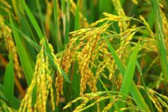 有机水稻的种植技术及需注意事项