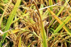 储藏稻米的方法和技术要点