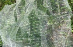防虫网的主要作用是什么，防虫网如何使用？