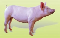 如何选育后备种猪？后备种猪外貌鉴定方法