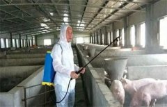 夏季养猪如何改善养殖环境条件 怎样防暑降温？