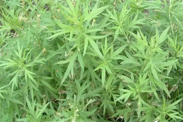 蒌蒿的主要品种