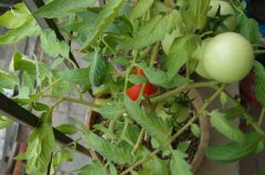 盆栽西红柿的土壤配制与栽培技术