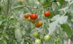 樱桃番茄栽培时间与种植管理方法