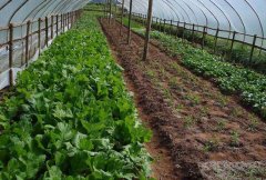 温室蔬菜安全越冬的四个关键要点