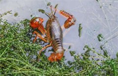 秋季养殖小龙虾的管理要点
