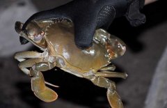 青蟹是河蟹还是海蟹，青蟹吃什么食物？