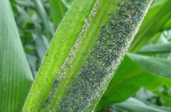 玉米蚜虫的危害特点、发生规律与防治方法