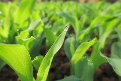 玉米苗后除草剂的种类及使用方法简介