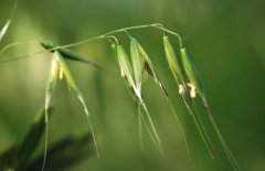 野燕麦是一种什么样的植物？