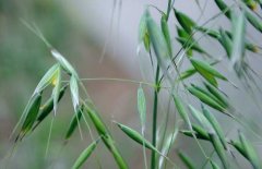 燕麦主要产地在哪里？有哪些品种、种类？