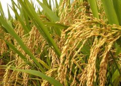 有机水稻种植条件与种植技术简介