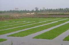 水稻品种选用原则与水稻育苗技术要点