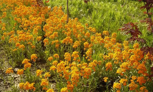 秋季花卉怎么养护