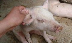 猪水肿病由什么引起的，如何治疗猪水肿病？