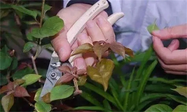加强修剪