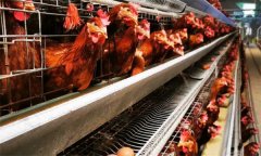 鸡场夏季降温方法及卫生防疫注意事项