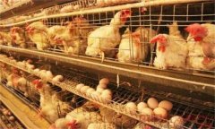 蛋鸡产蛋周期的划分和产蛋鸡饲养管理要点