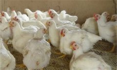 养殖户如何选择肉鸡品种？