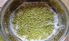 豆类芽苗菜如何进行家庭生产？