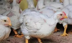 肉鸡喹乙醇中毒的原因及防治方法