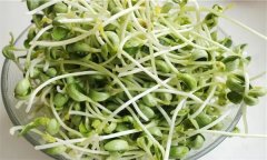 芽苗菜有哪些种类，为什么芽苗菜深受人们喜爱