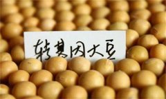 什么是转基因大豆，我国为什么进口转基因大豆