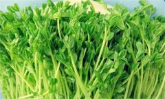 芽苗菜的营养价值，生产芽苗菜注意哪些问题？