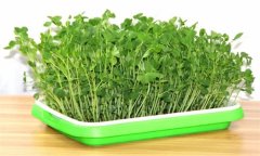 豆类芽苗菜生产常见问题有哪些，如何解决？