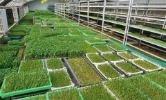 应用led光环境调控技术生产芽苗菜有哪些优点？