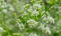 芹菜怎样采种，芹菜为什么老根留种好？