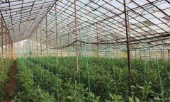 温室设施内二氧化碳的变化规律与调控方法