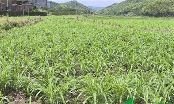 苗期管理