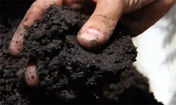 种肥的施用方法